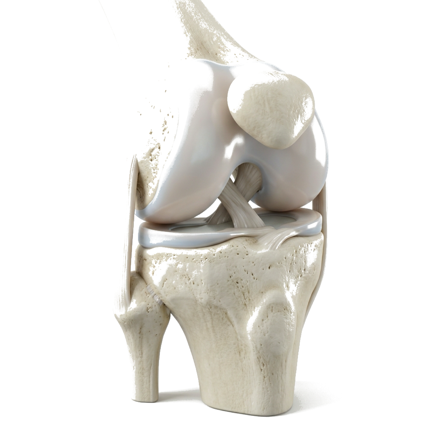 Healthy Knee Joint 3D Model